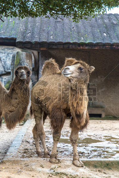 非洲骆驼图片素材免费下载
