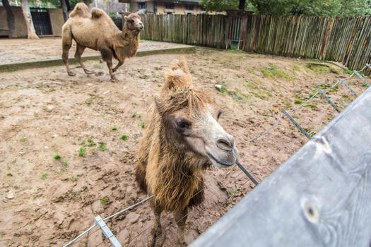 动物园里的骆驼图片素材免费下载