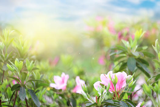 春天花朵背景图片素材免费下载