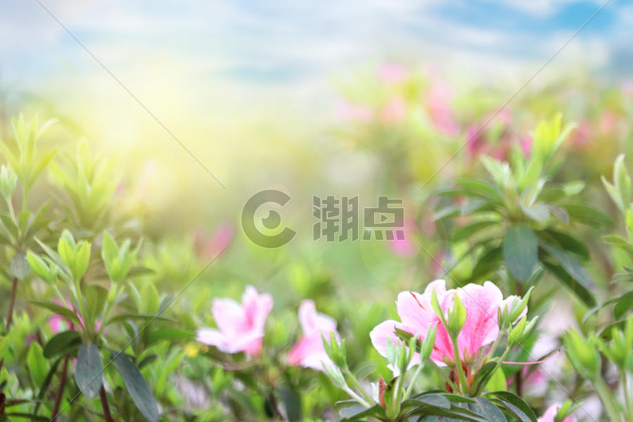 春天花朵背景图片素材免费下载