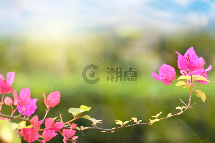 春季花朵背景图片素材免费下载