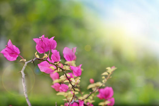 春季花朵图片素材免费下载