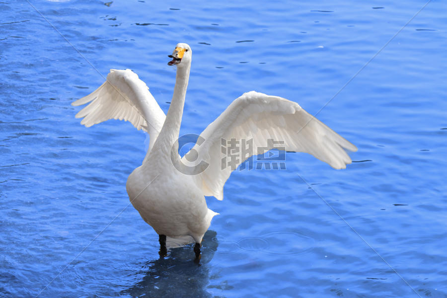 威海天鹅湖的天鹅图片素材免费下载