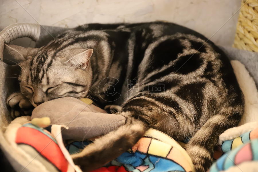 睡在窝里的猫咪图片素材免费下载