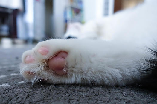 可爱粉色猫爪图片素材免费下载