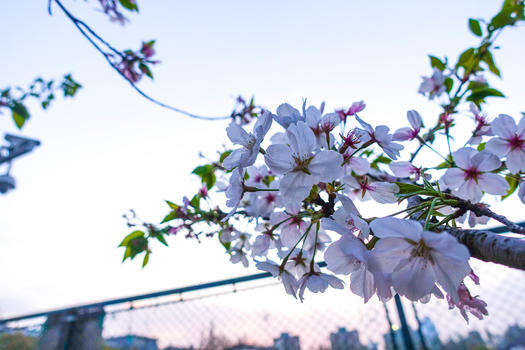 春季开放的樱花图片素材免费下载