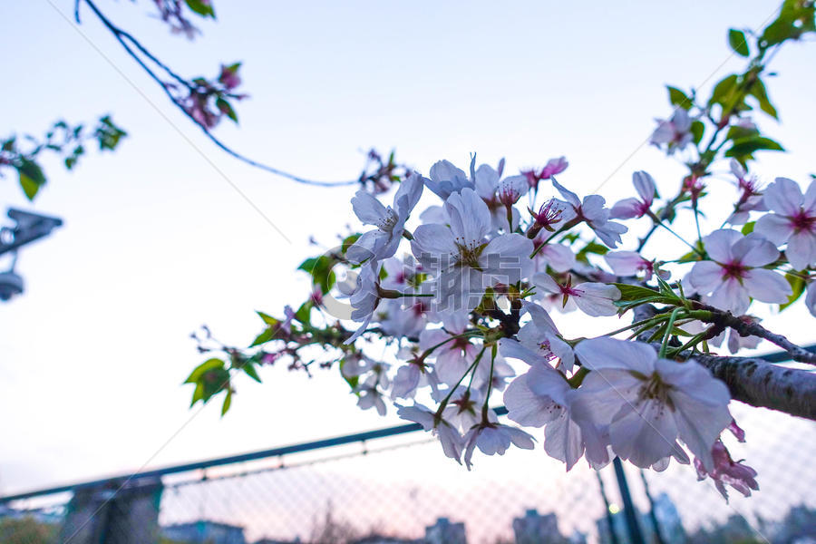 春季开放的樱花图片素材免费下载