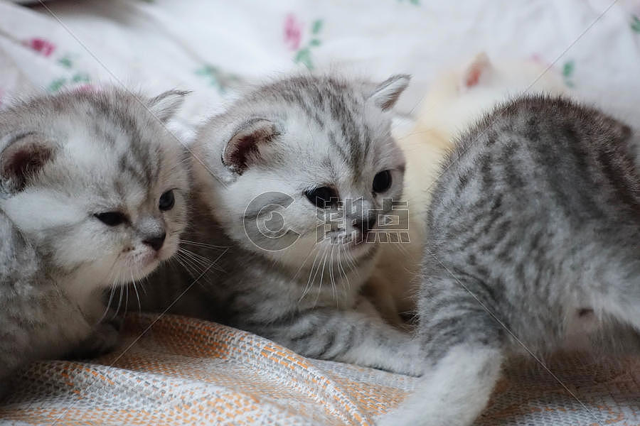 可爱英短幼猫萌猫图片素材免费下载