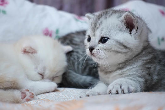 可爱英短幼猫萌猫图片素材免费下载