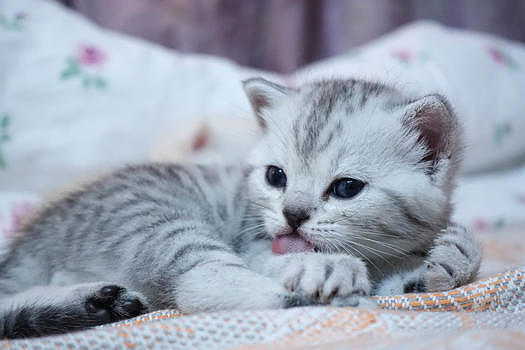 可爱英短幼猫 图片素材免费下载