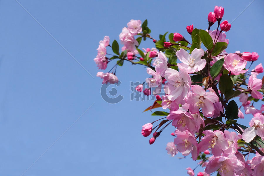 春季开放的粉色垂丝海棠图片素材免费下载