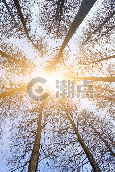 清晨户外阳光穿过树林图片素材免费下载