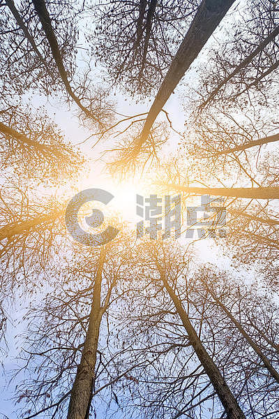 清晨户外阳光穿过树林图片素材免费下载