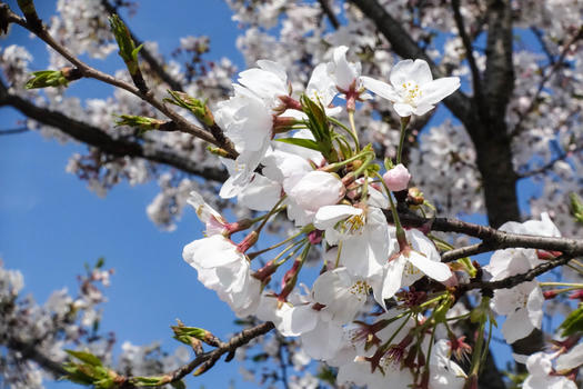 春季在蓝天下盛开的樱花图片素材免费下载