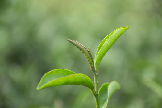 正在发芽的茶树图片素材免费下载