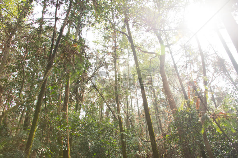 大森林里的树木图片素材免费下载