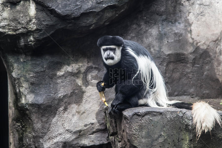 黑白疣猴图片素材免费下载