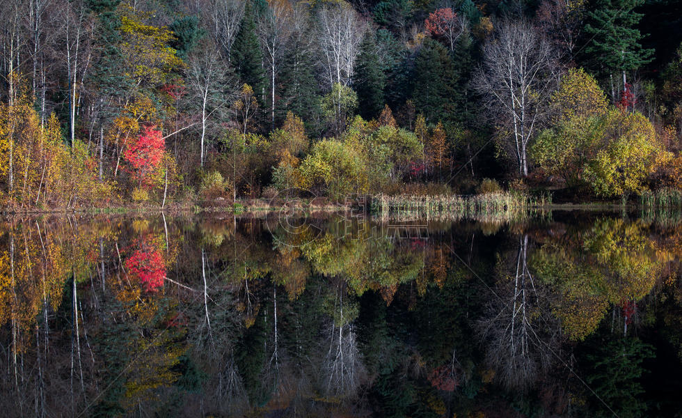 秋天的树林图片素材免费下载