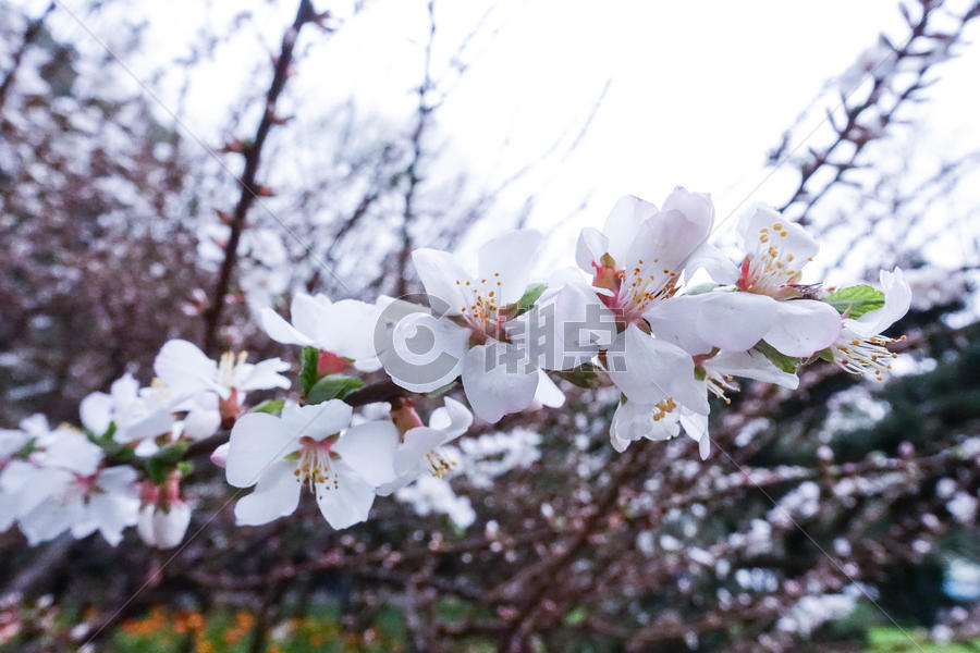 春天绽放的樱花图片素材免费下载