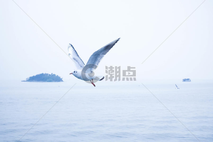 东海上空飞舞的海鸥海鸟图片素材免费下载