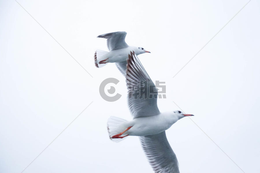 东海上空飞舞的海鸥海鸟图片素材免费下载