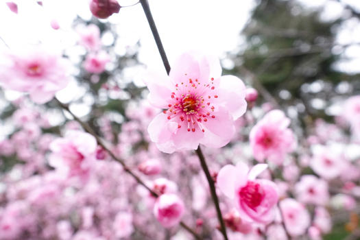 春季盛开的桃花图片素材免费下载