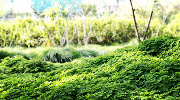 上海辰山植物园绿色植物图片素材免费下载