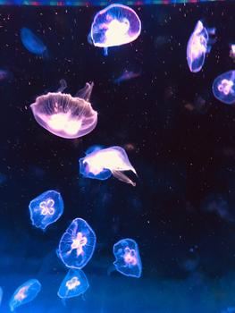 水族馆水母图片素材免费下载