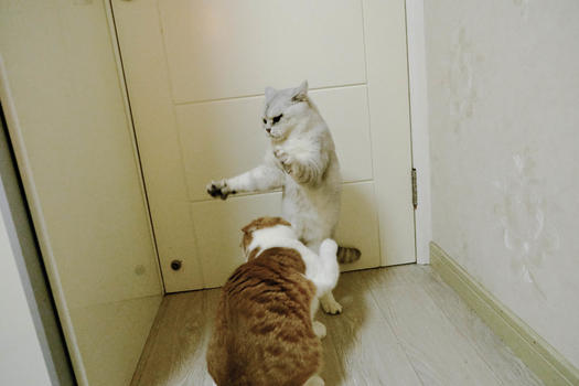 两只玩耍的猫咪图片素材免费下载
