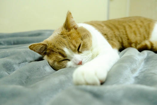 躺着睡觉的小猫咪图片素材免费下载