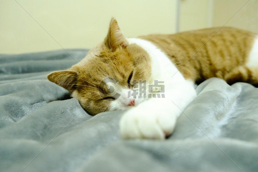 躺着睡觉的小猫咪图片素材免费下载
