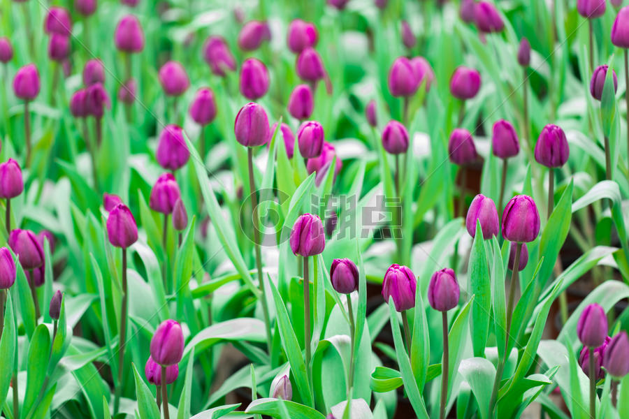 盛开的紫色郁金香图片素材免费下载