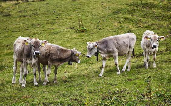 瑞士阿尔卑斯山区的奶牛图片素材免费下载