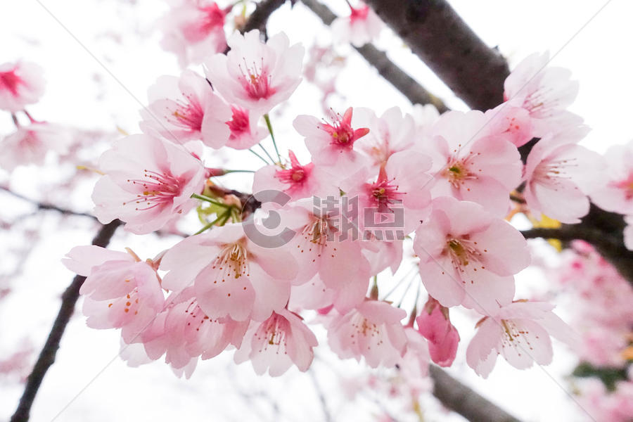 春季盛开的樱花图片素材免费下载