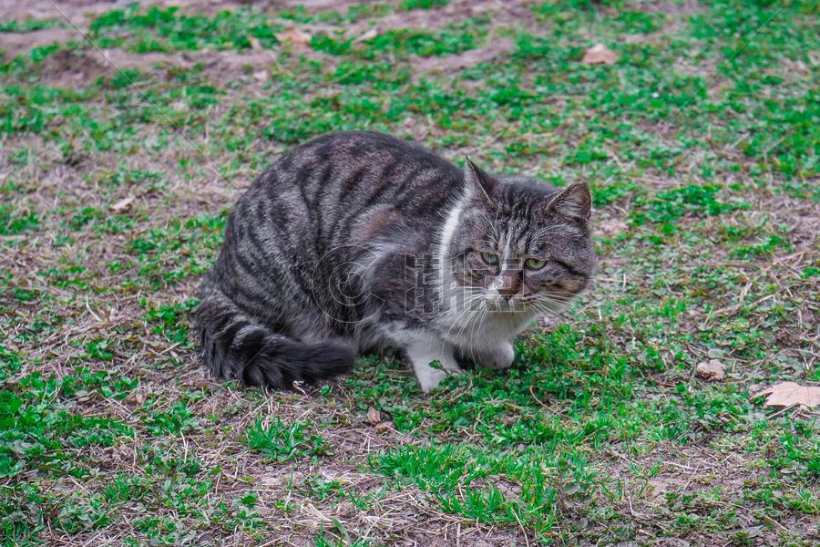 可爱草坪上的猫咪图片素材免费下载