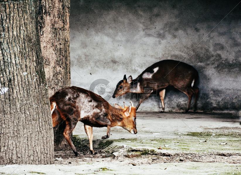 野生动物鹿图片素材免费下载