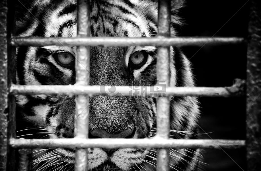 野生动物老虎图片素材免费下载