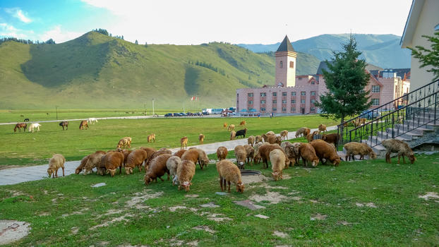 新疆喀纳斯草原羊图片素材免费下载