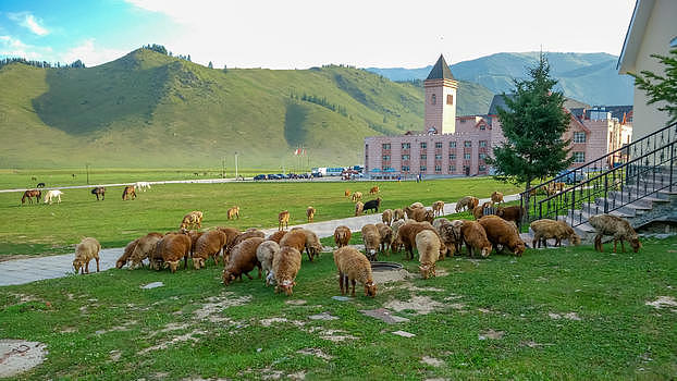 新疆喀纳斯草原羊图片素材免费下载