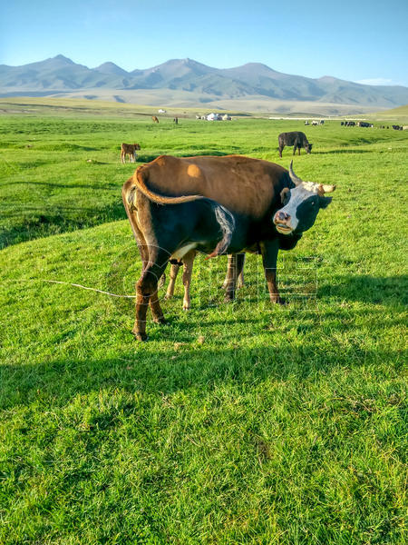 新疆喀纳斯草原牛图片素材免费下载