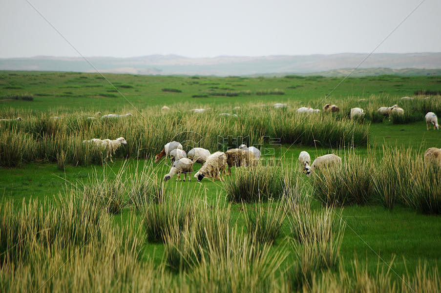 内蒙古草原羊群图片素材免费下载