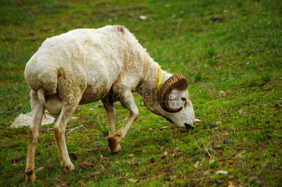 内蒙古平顶山羊吃草图片素材免费下载
