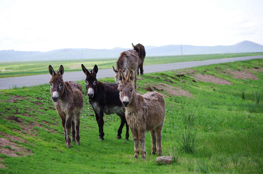 内蒙古大草原驴群图片素材免费下载