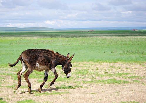 内蒙古草原驴子奔跑图片素材免费下载