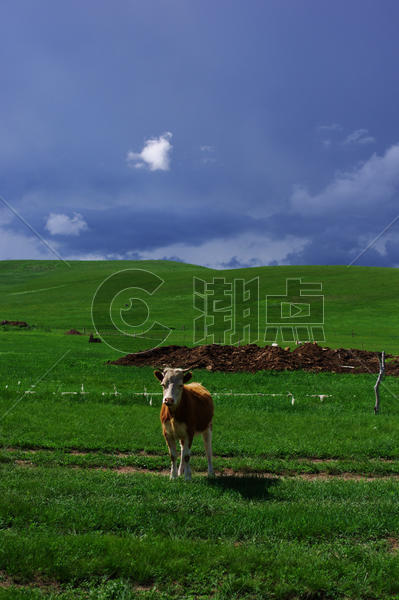 内蒙古草原牛图片素材免费下载