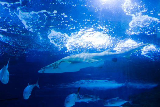 水族馆内游动的鲨鱼图片素材免费下载