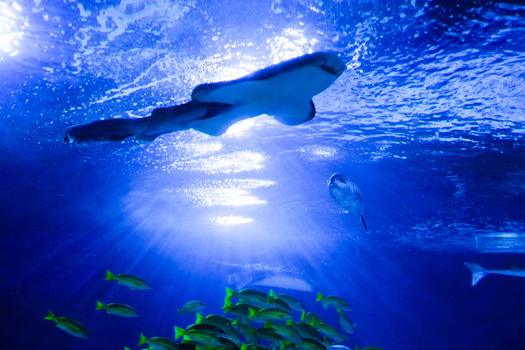 水族馆内游动的鲨鱼图片素材免费下载