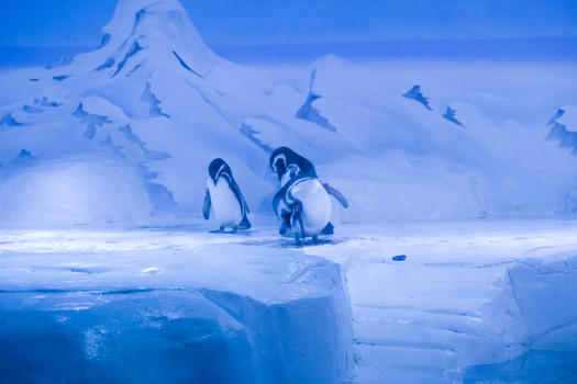 三只企鹅图片素材免费下载