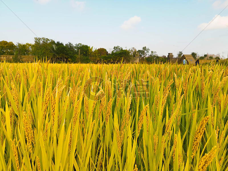 芒种时节稻子图片素材免费下载