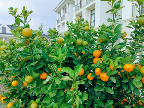 自家花园硕果累累的橘子树图片素材免费下载